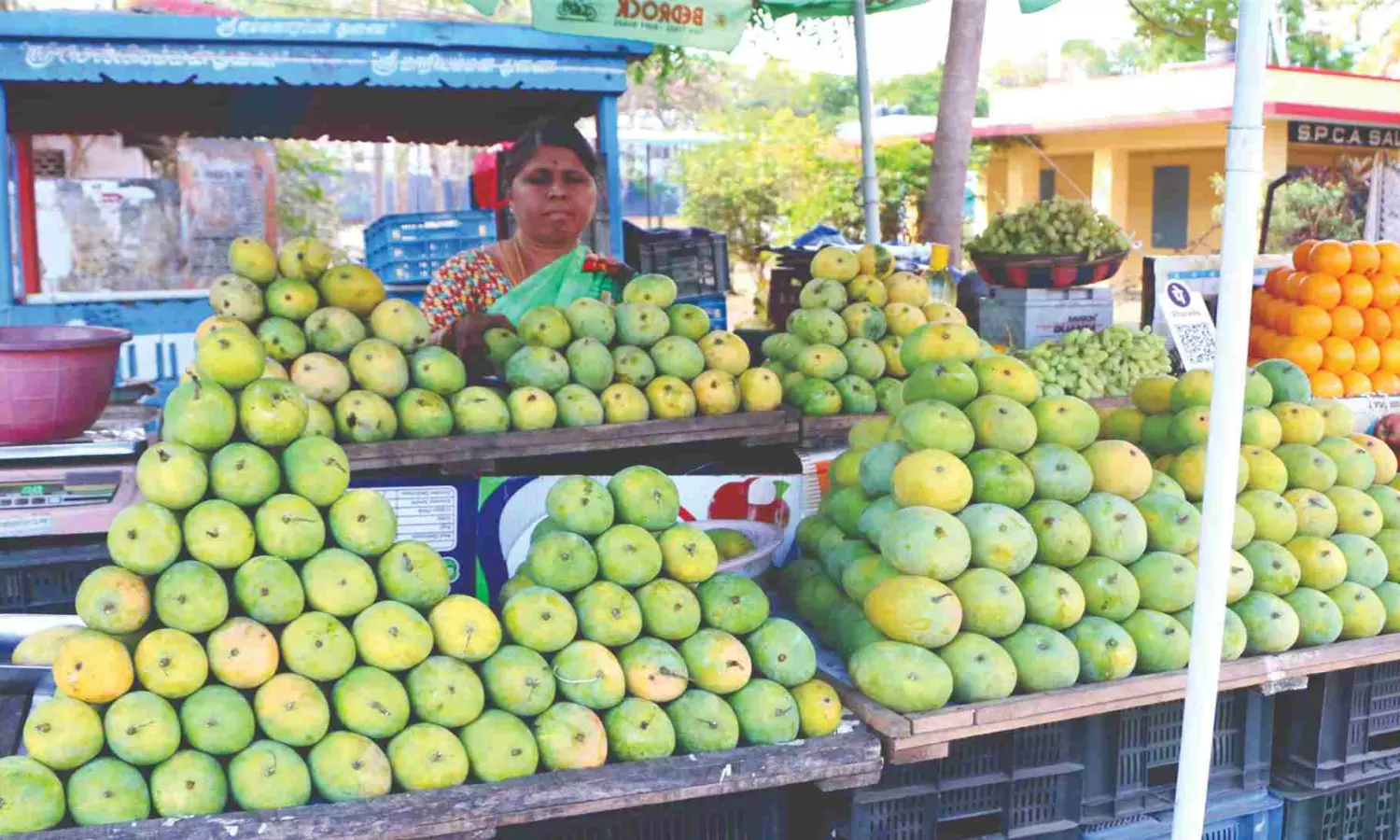 Unusual drop in yield makes mangoes pricey Unusual drop in yield makes mangoes pricey