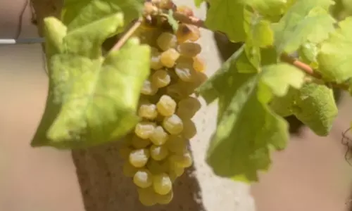 TN grape farmers in crisis as sweltering heat will lead to over 80 pc fall in yield