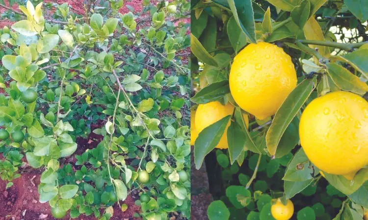 Even as price skyrockets, poor yield hits lemon farmers in Tamil Nadu Even as price skyrockets, poor yield hits lemon farmers in Tamil Nadu