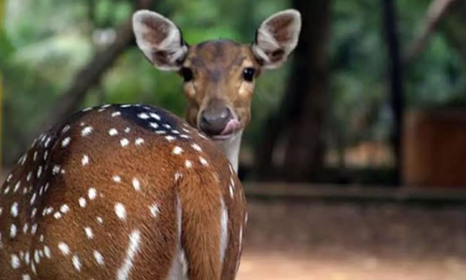 Tamil Nadu: Spotted deer found dead in agricultural well near Manapparai