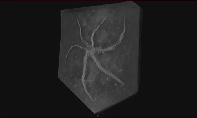 Fossil catches starfish cousin in act of cloning itself