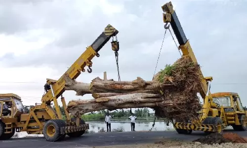 Kancheepuram residents come together to translocate 50-year-old tree, save it from axe