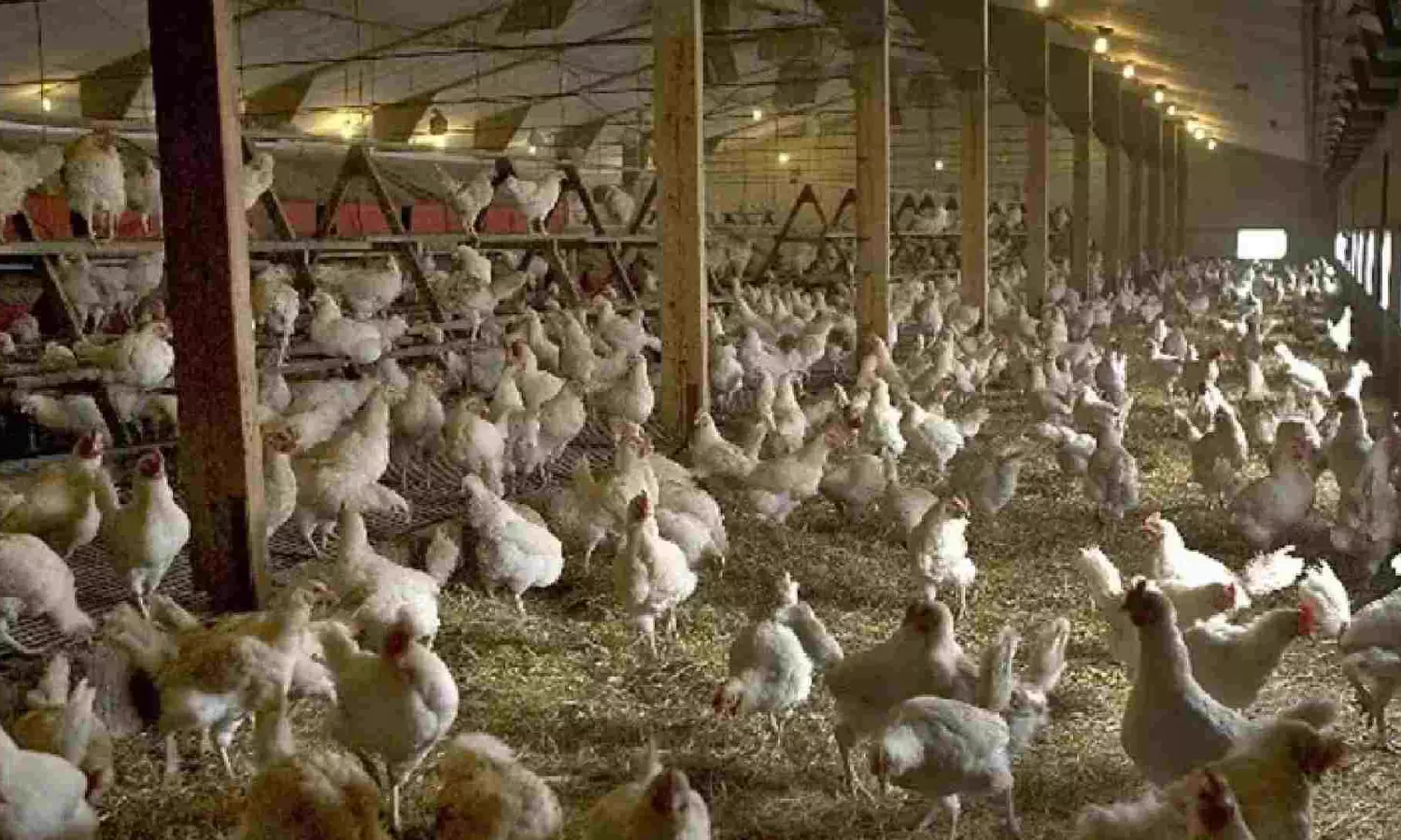 Summer effect? Price of chicken touches Rs 300 per kg in Chennai