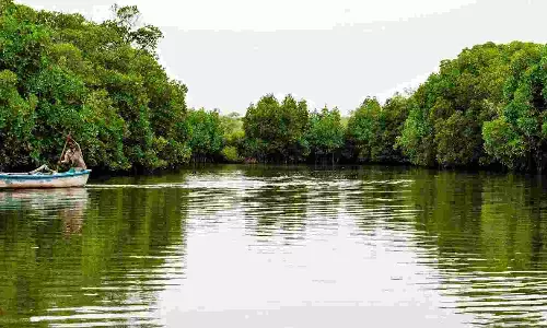 IUCN lists Tamil Nadu mangroves critically endangered
