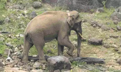 Captured in Gudalur, jumbo released in KMTR