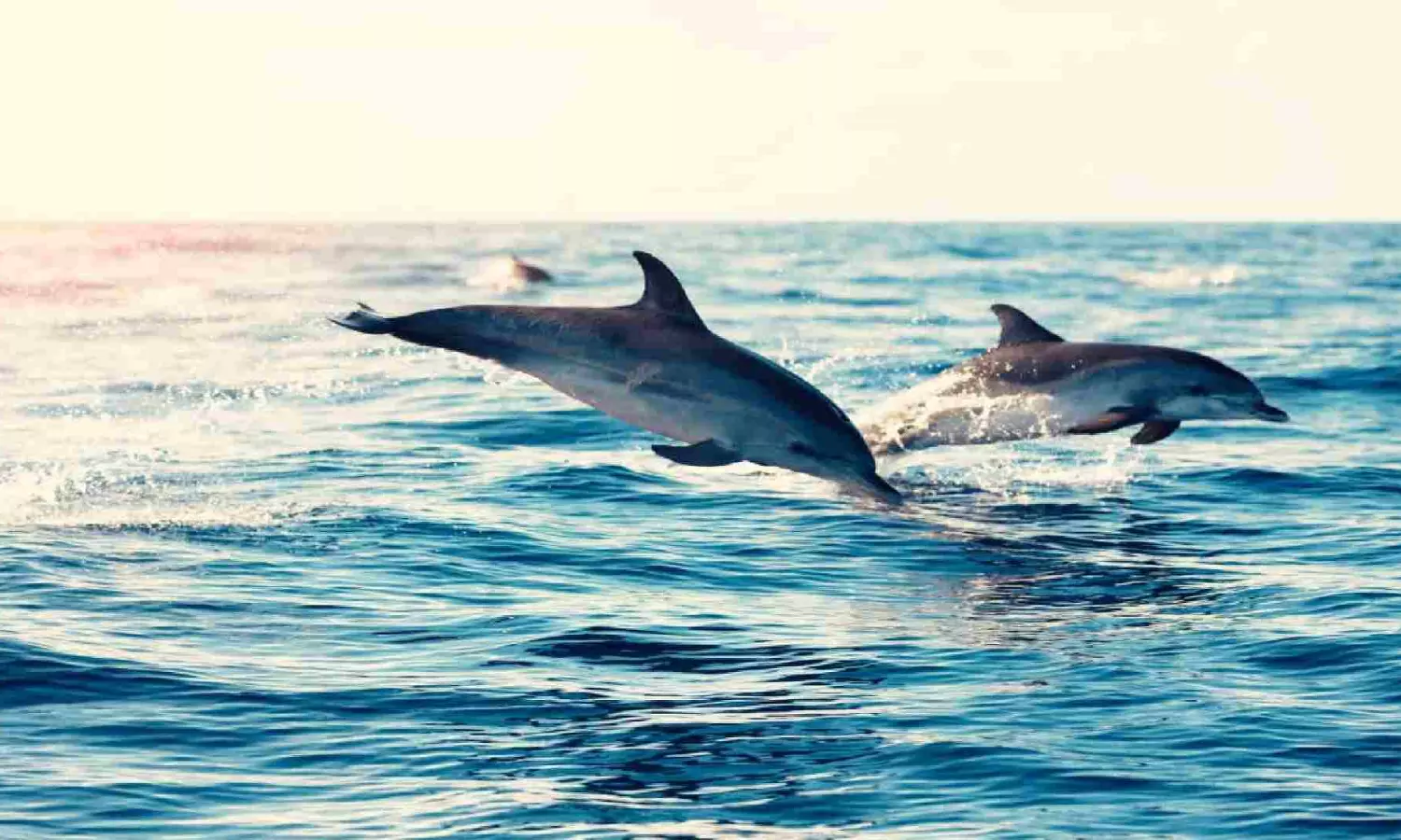Dolphins stranded in Sharda canal in UP rescued after 24-hour operation