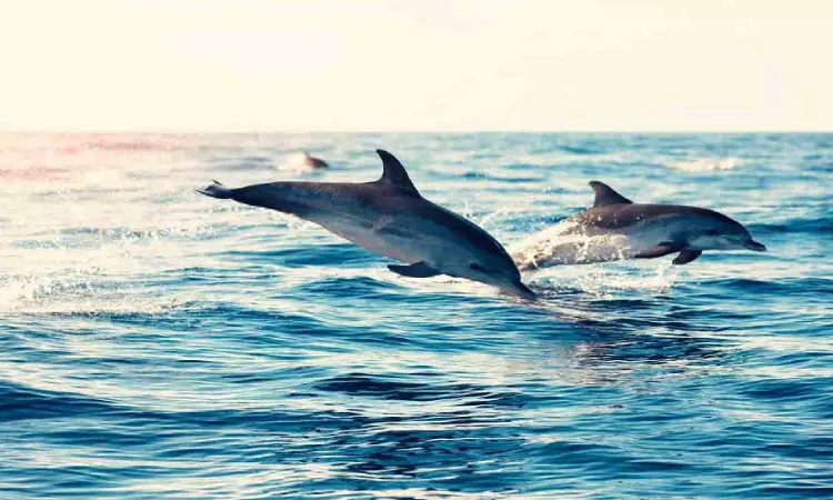 Dolphins stranded in Sharda canal in UP rescued after 24-hour operation Dolphins stranded in Sharda canal in UP rescued after 24-hour operation