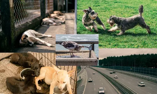 5 simple ways to aid animals and birds during summers sizzle!