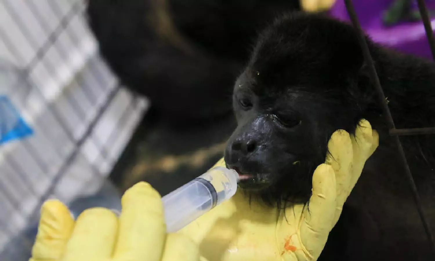 Heat-related monkey deaths climb in Mexico, as environmentalists report deaths of birds and bats