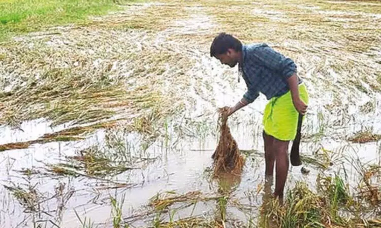 Kanniyakumari farmers relieved as water recedes from plantain farms Kanniyakumari farmers relieved as water recedes from plantain farms
