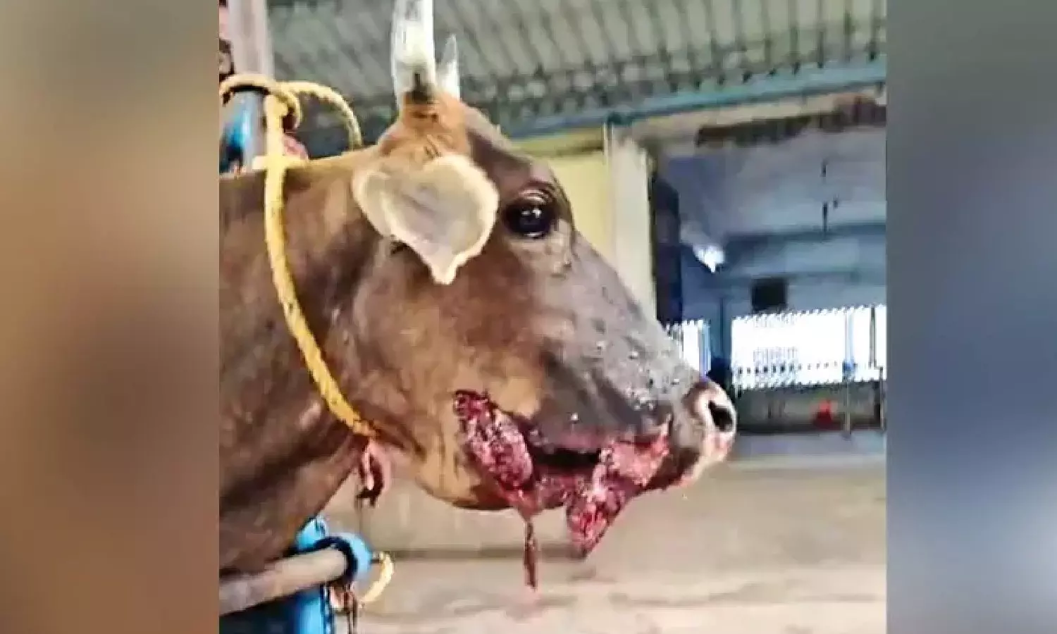 Durga, cow whose jaw ripped open after swallowing explosive in Tiruvallur, dies days after surgery