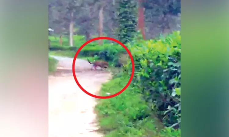 Injured leopard prowls around Gudalur, villagers urge forest dept to capture it