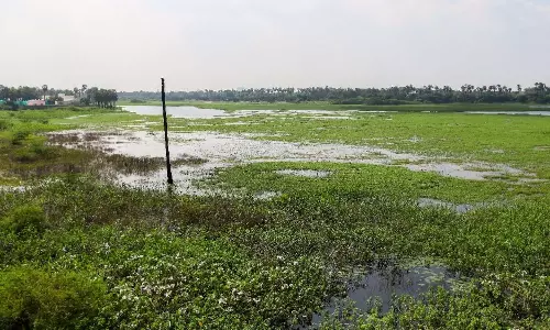 Tamil Nadu govt to bring website to impart heat mitigation steps to residents associations