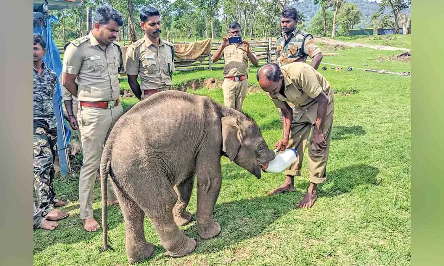 Elephant calf taken to Theppakadu elephant camp in MTR