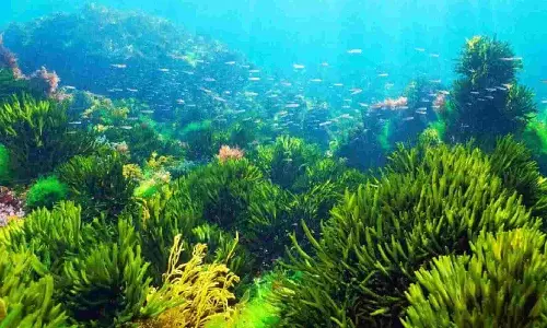 Scientists find common ocean algae to help cool Earth’s climate