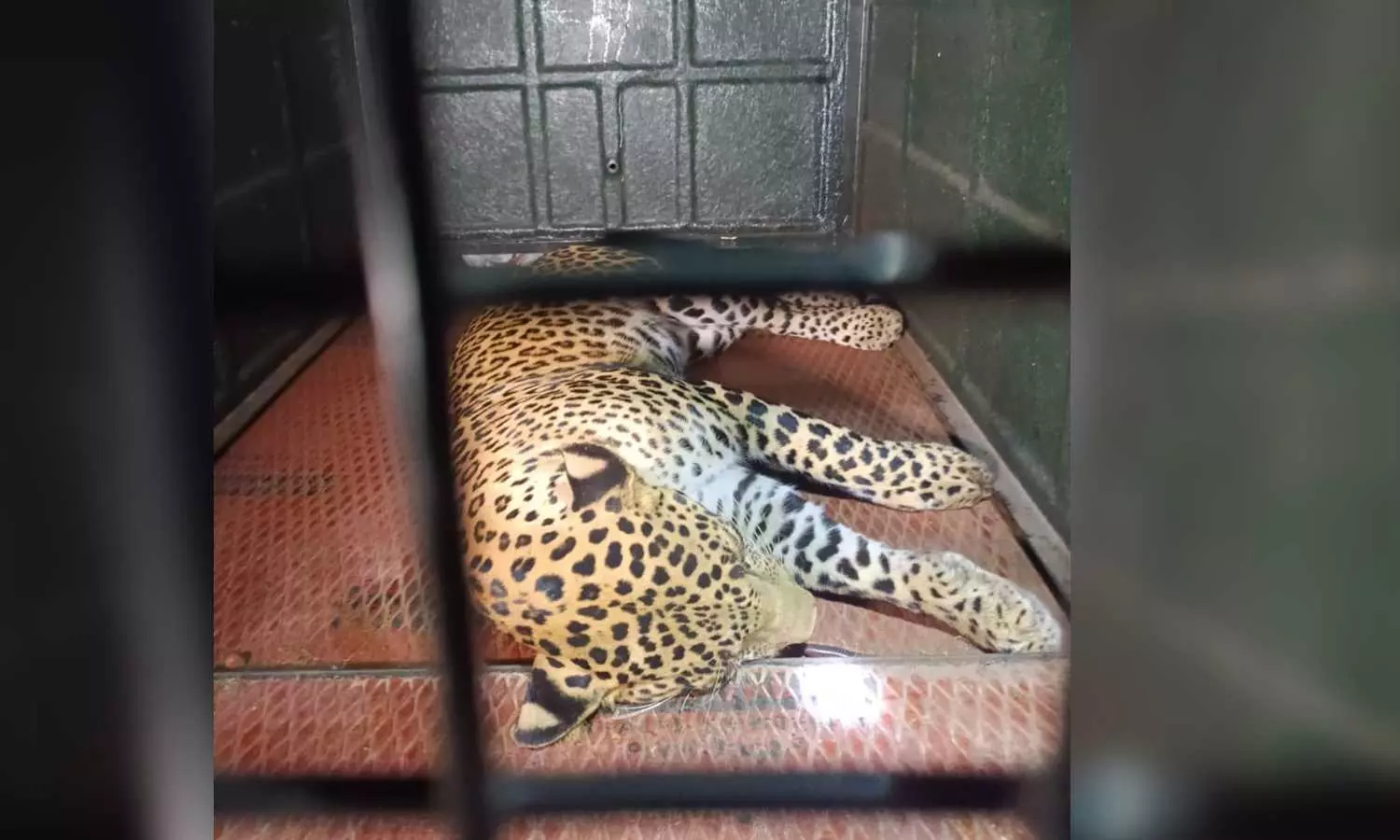 Leopard that strayed into school campus in Tirupattur caught after 10-hour standoff, released safely into the wild
