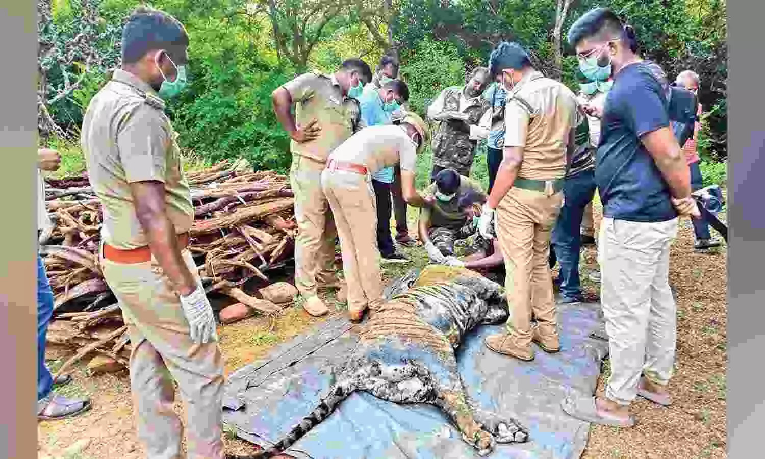 Tiger found dead in Sirumugai, officials suspect infighting Tiger found dead in Sirumugai, officials suspect infighting