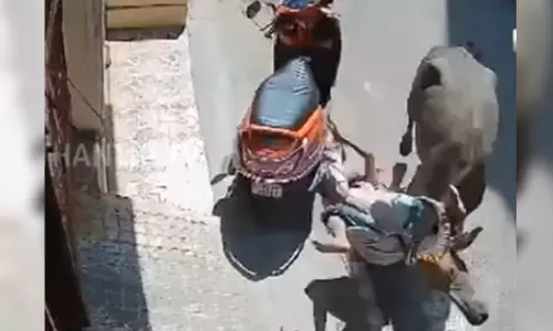 Buffalo drags woman for 500 metres in Chennai, attacks two others; video goes viral