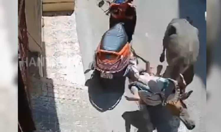 Buffalo drags woman for 500 metres in Chennai, attacks two others; video goes viral