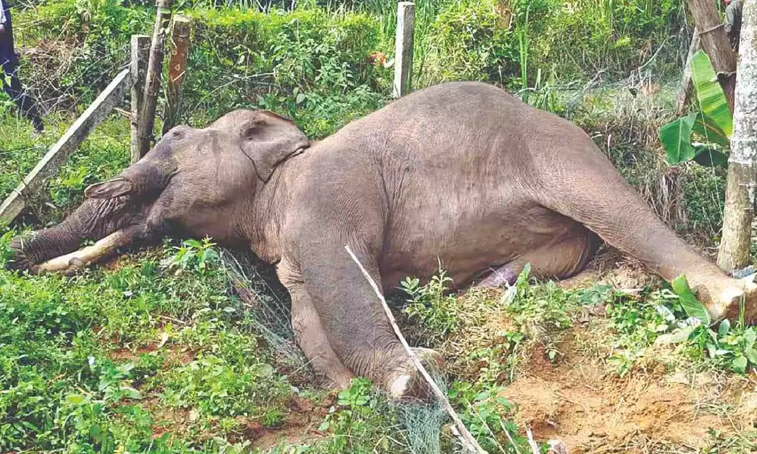 Elephant dies of electrocution in Karumparai forest area