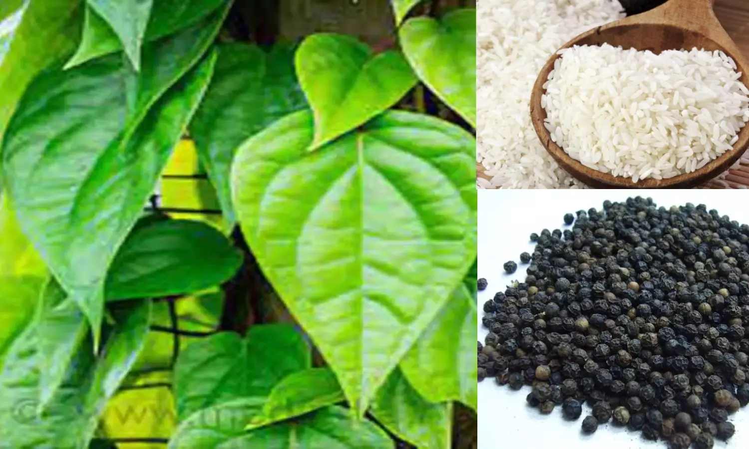 Tamil Nadu govt eyes GI tags for 10 agricultural products