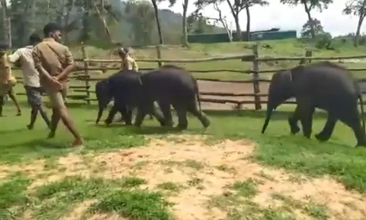 This video of elephant babies taking a walk with their mahouts at the Theppakadu Elephant Camp is filled with love This video of elephant babies taking a walk with their mahouts at the Theppakadu Elephant Camp is filled with love