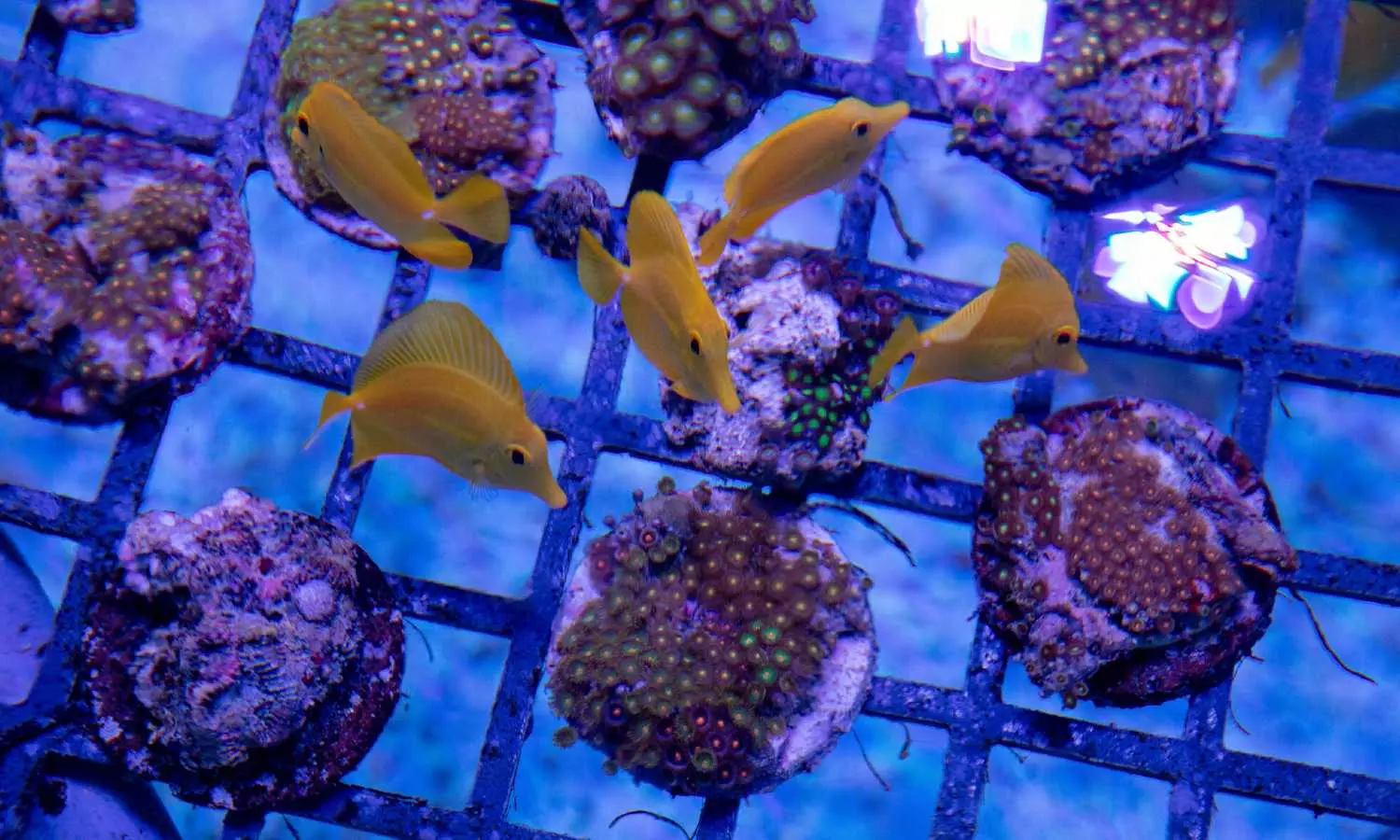 Unlikely wild animals are being smuggled tnto U.S. ports: Corals