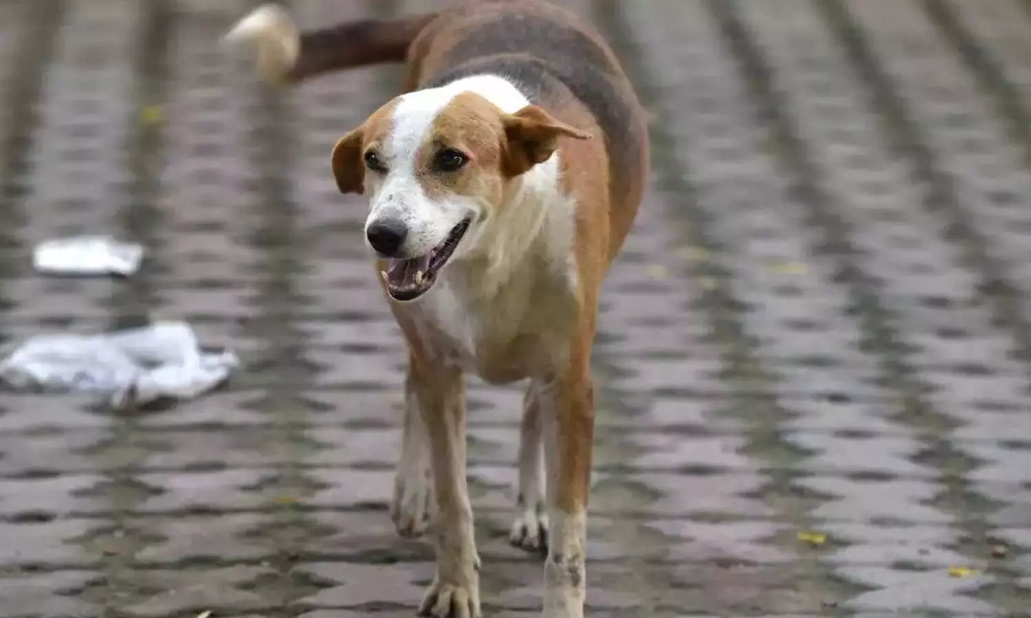 5-year-old boy mauled by stray dog in Kancheepuram, father injured while trying to save