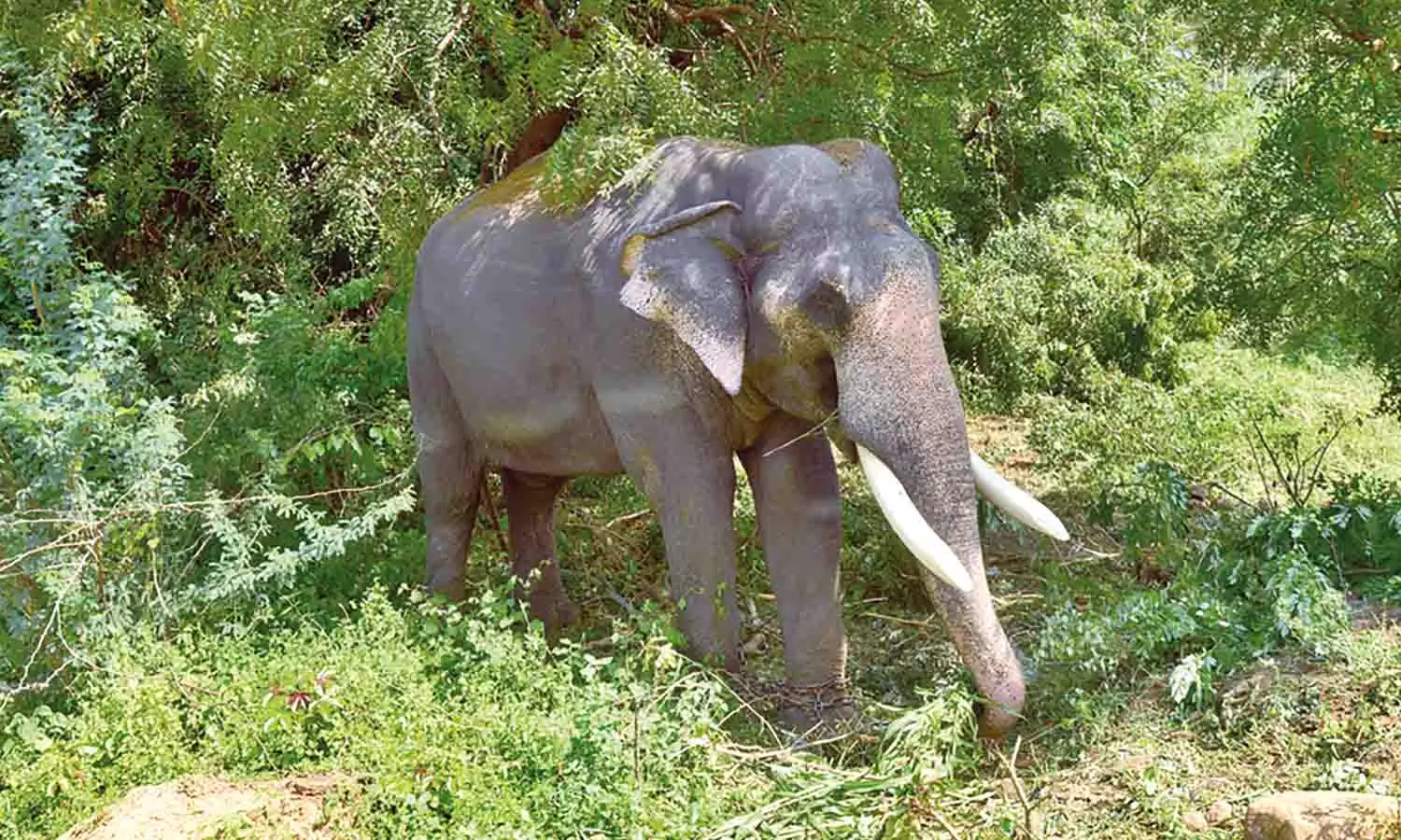 PETA India seeks rehabilitation of jumbo which killed mahout in Keralas Idukki