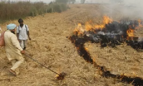 Nearly half of Punjab’s crop residue machine users continue to burn loose straw: Study