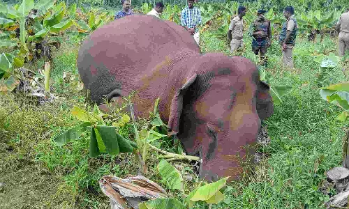 Wild male elephant gets trapped in slush at Gudalur plantain farm, dies