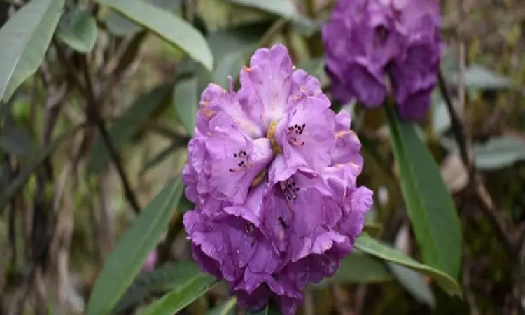 Countrys first rhododendron garden comes up in Uttarakhand