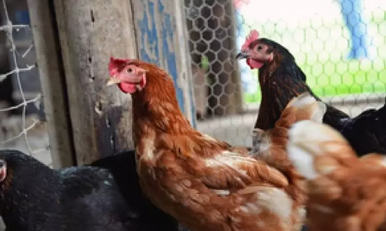 Avian flu virus may be more infectious to humans from cattle than from birds: Research