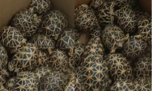 Chennai man heading to Malaysia arrested with 160 star tortoises