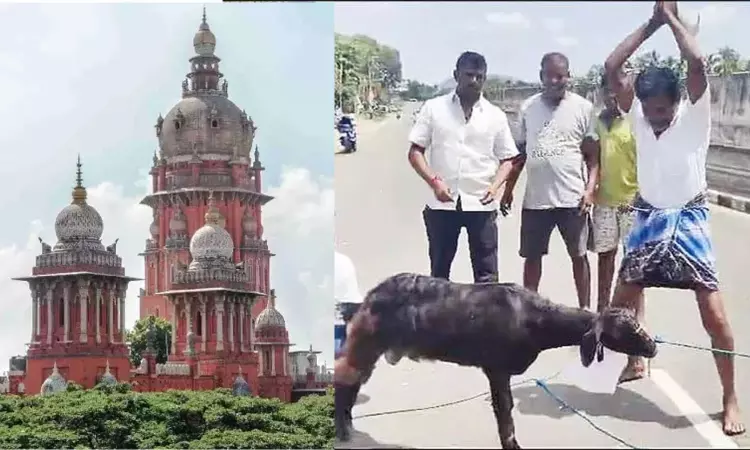 Madras HC condemns slaughtering animals in public as means of celebrating election victory