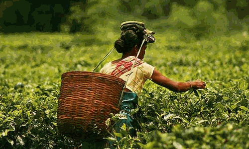 Tea exports remain stagnant in 2023
