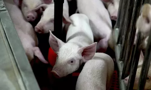 Meet some of the worlds cleanest pigs, raised to grow kidneys and hearts for humans