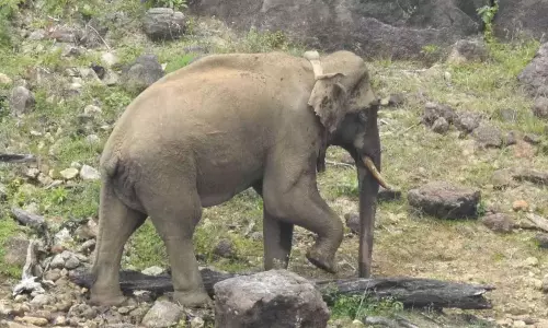 Elephant carcass exhumed and buried faraway due to heavy stench Elephant carcass exhumed and buried faraway due to heavy stench