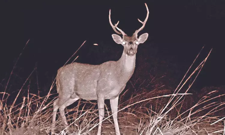 Braving pollution, north of Ennore home to thriving wildlife