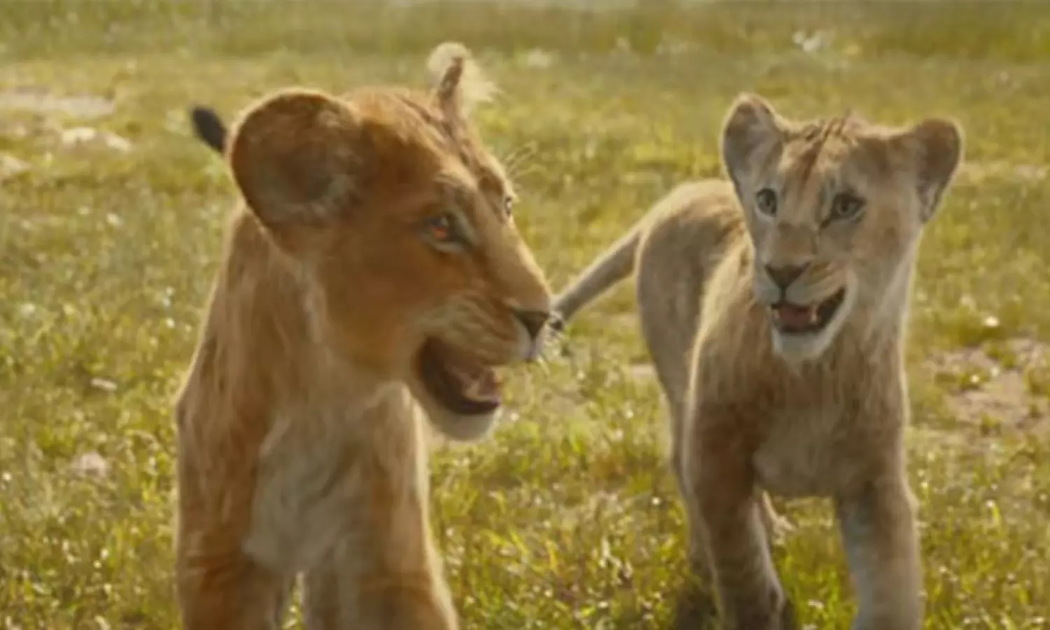 Mufasa: The Lion King trailer highlights early bond between Mufasa and Scar Mufasa: The Lion King trailer highlights early bond between Mufasa and Scar