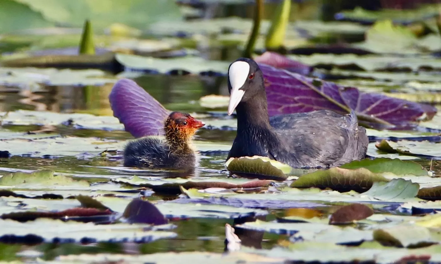 Two more wetlands in TN recognised as Ramsar sites; count rises to 18