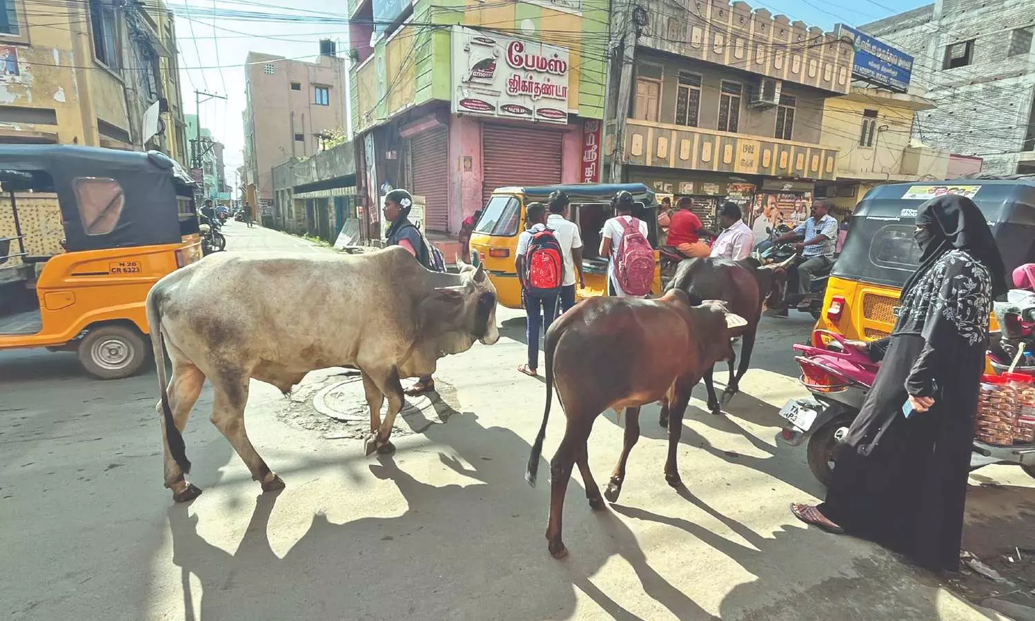Chennai: Man attempts to save boy from stray cow attack, injured