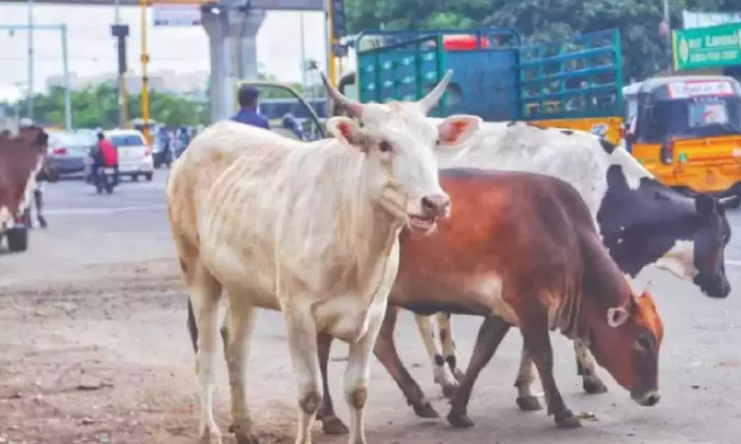 60-year-old Chennai man suffers fracture after bull attack