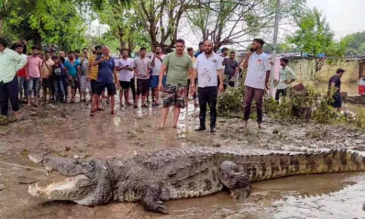 Gujarat rains: 24 crocodiles rescued from Vadodaras residential areas between Aug 27-29