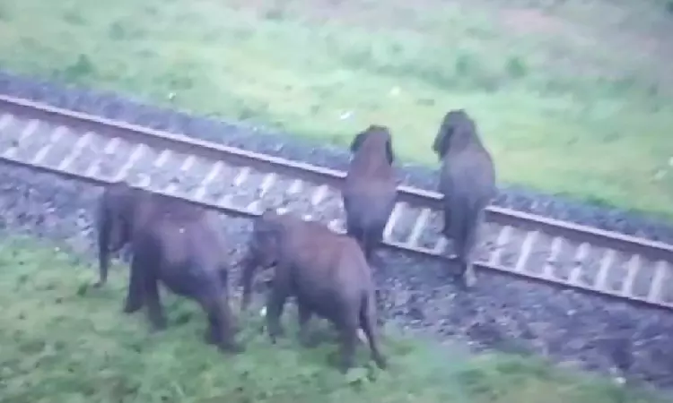 AI cameras find over 500 elephant intrusions along railway tracks in Madukkarai range