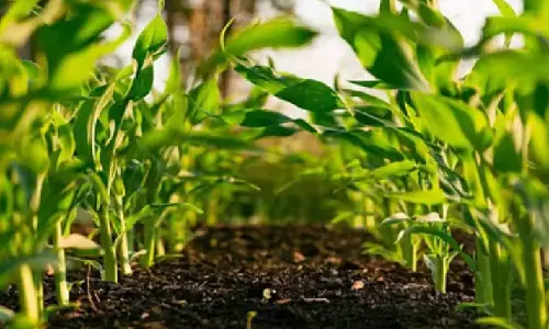 Samunnati launches carbon incubator facility ‘Biochar’