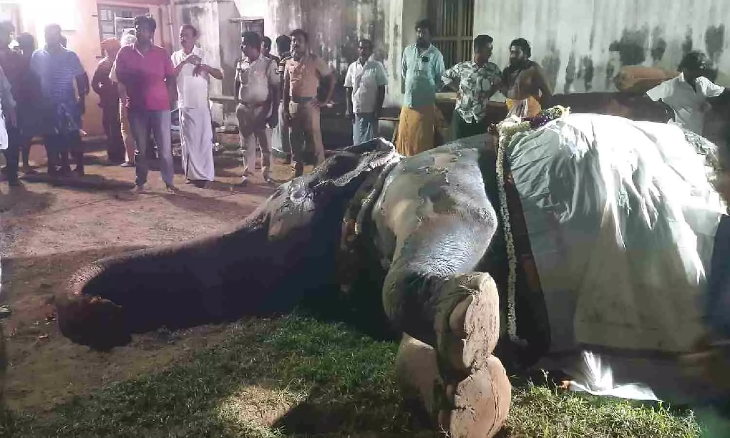 Temple elephant Subbulakshmi succumbs to fire injuries in Tamil Nadus Kundrakudi