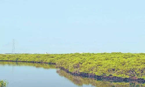 Thoothukudi pushes efforts for mangrove restoration Thoothukudi pushes efforts for mangrove restoration