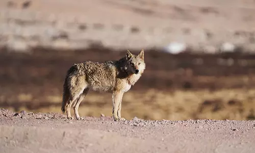 UP: Villagers kill sixth and final wolf ending months-long havoc by predator in Bahraich UP: Villagers kill sixth and final wolf ending months-long havoc by predator in Bahraich