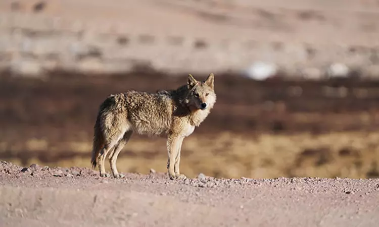 UP: Villagers kill sixth and final wolf ending months-long havoc by predator in Bahraich UP: Villagers kill sixth and final wolf ending months-long havoc by predator in Bahraich